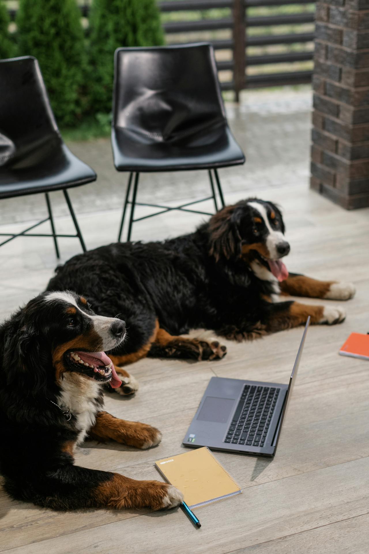 bilan éducation canine, comportement canin