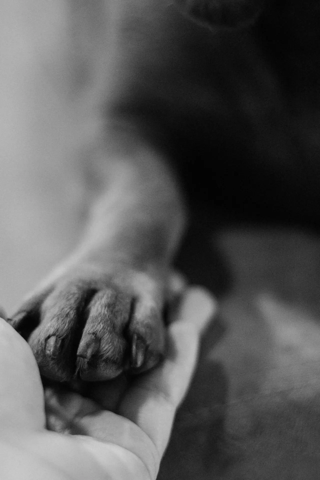 séance pré-adoption