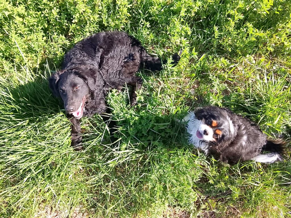 éducateur canin comportementaliste Sud Isère, Trièves