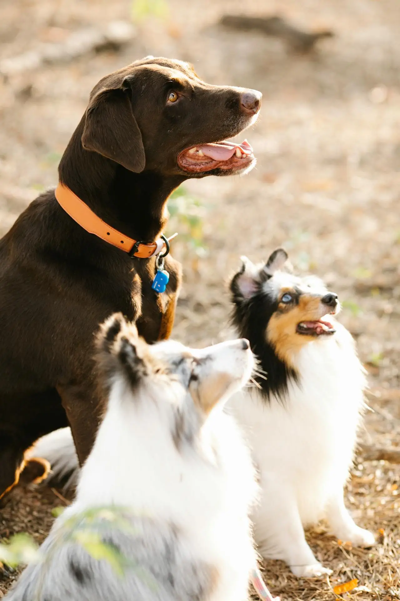 éducation canine collective