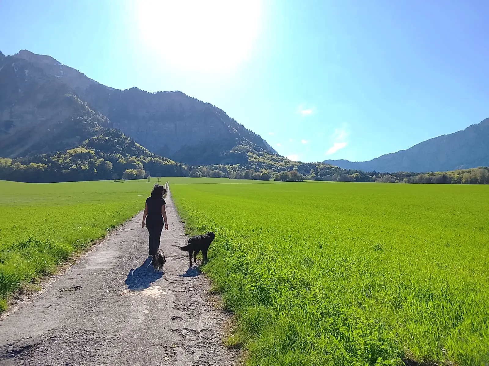 éducation canine Trièves, Sud Isère, comportementaliste canin